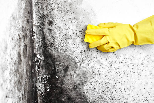 Professional Mold Removal in Vancouver, WA