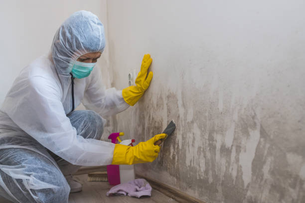 Best Black Mold Removal  in Vancouver, WA