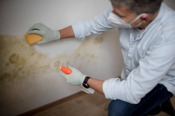 Best Fast Mold Removal  in Vancouver, WA