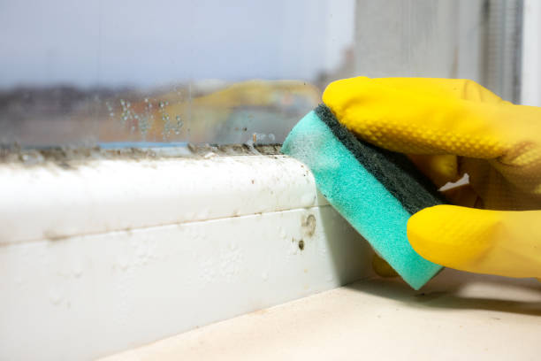 Best Mold Damage Repair  in Vancouver, WA