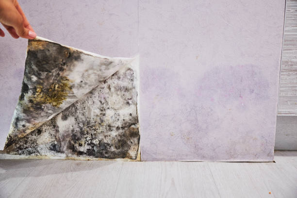 Best Black Mold Removal  in Vancouver, WA